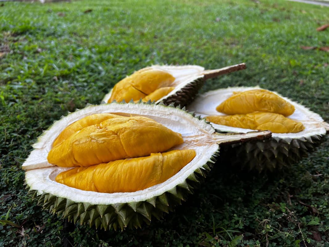 新加坡 6 大榴莲外送服务 2026 — 当天猫山王一盒 $33.80 起,Durian 36 降到每公斤 $22(8 月 20 日更新)