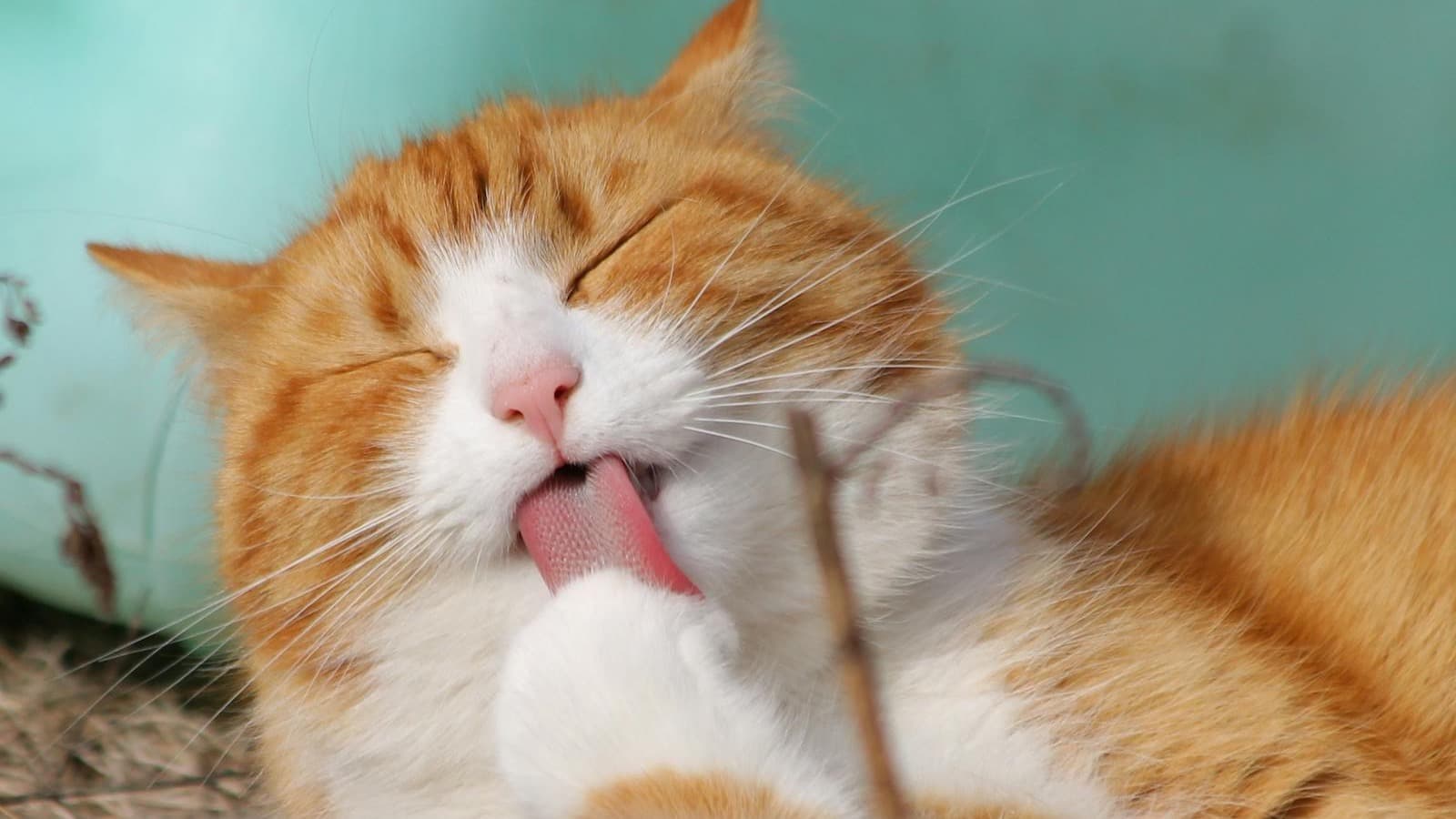 7 Best Pet Boarding, Grooming & Vet Clinics in Singapore 2026: AVS-Licensed Boarding, Real Nightly Rates & How to Choose