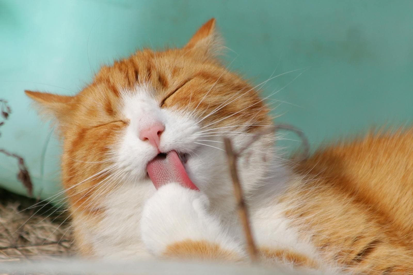 新加坡4大最佳宠物保险(2026):Happy Tails、Liberty PetCare、MSIG PawEasy、Etiqa 全面比较