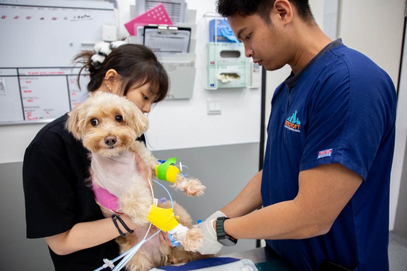 Beecroft Animal Specialist & Emergency Hospital: Genuine 24/7 Walk-In A&E and Specialist Referrals