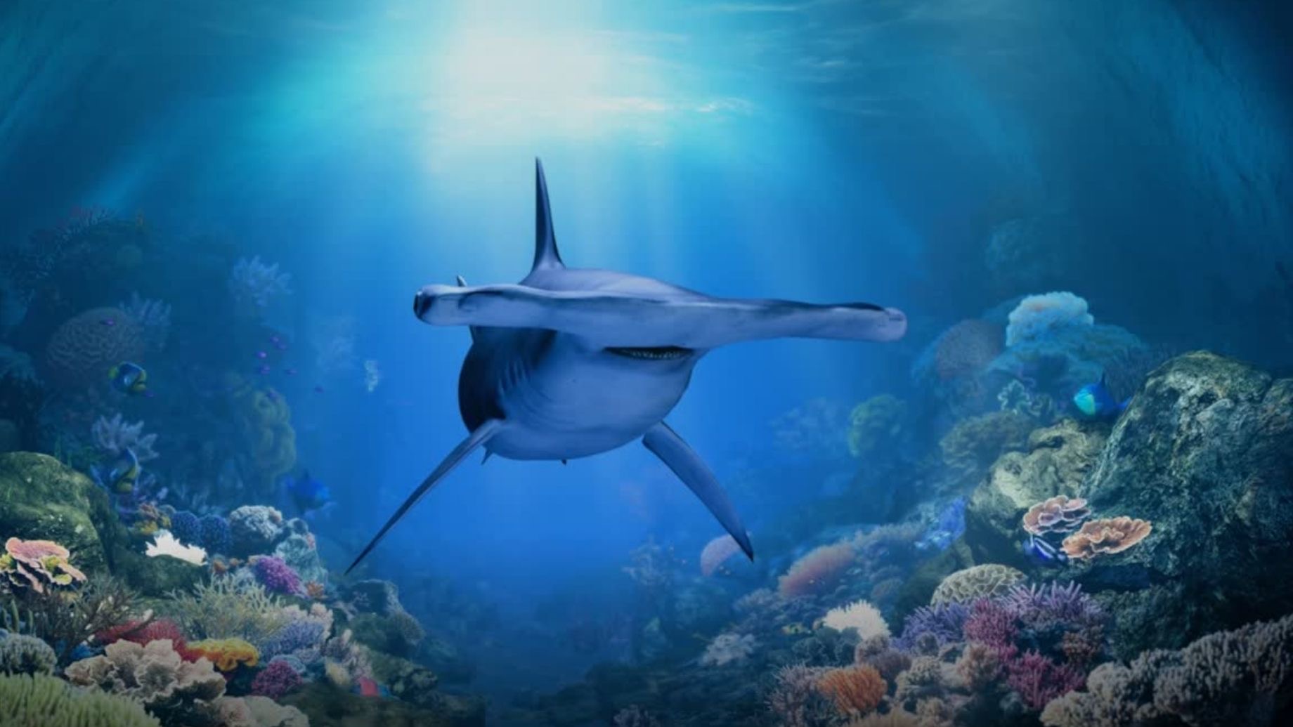 新加坡海洋馆 Singapore Oceanarium — 扩大三倍的全新 S.E.A. 海洋馆:门票 $43 起,4 岁以下免费