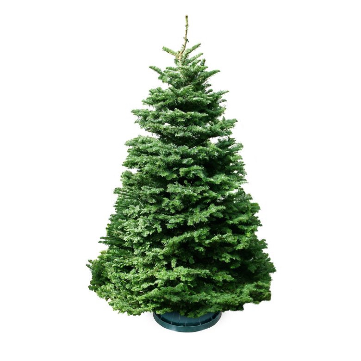 Far East Flora: 最佳真圣诞树, 早鸟 noble fir 含树架 $149 起