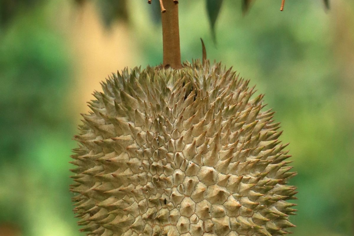 黑刺(Ochee)— 行家的奢华之选