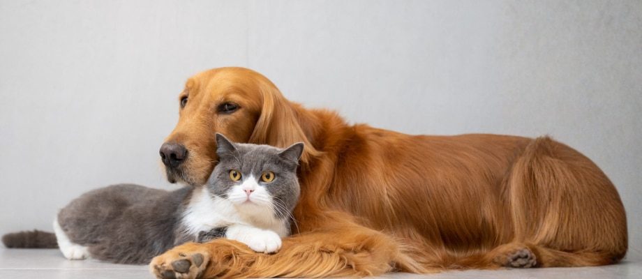 Liberty PetCare