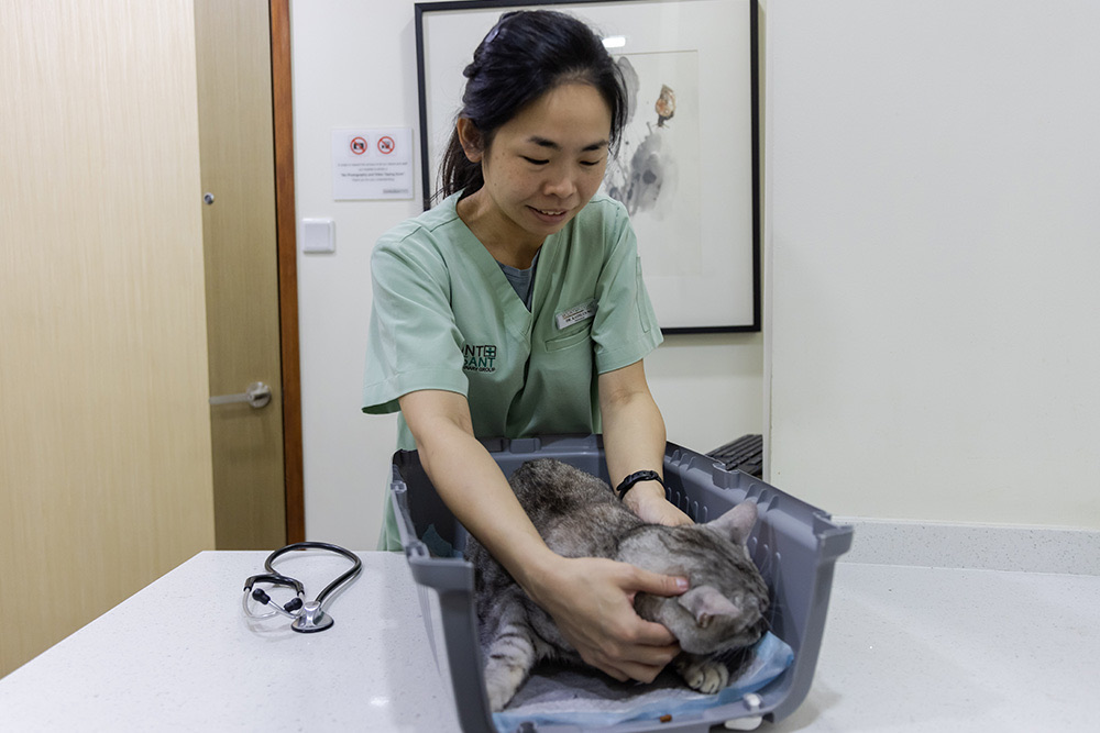 Mount Pleasant Veterinary Group: Six Clinics Island-Wide for Routine & Advanced Care