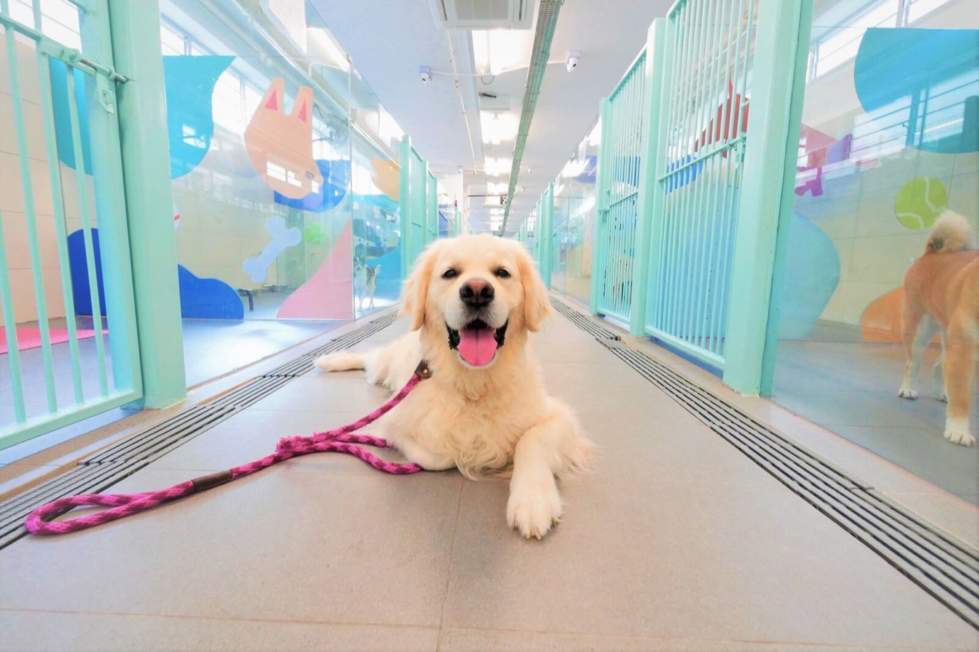 Mutts & Mittens: Established Boarding, Daycare & Dog Swim from S$50 a Night
