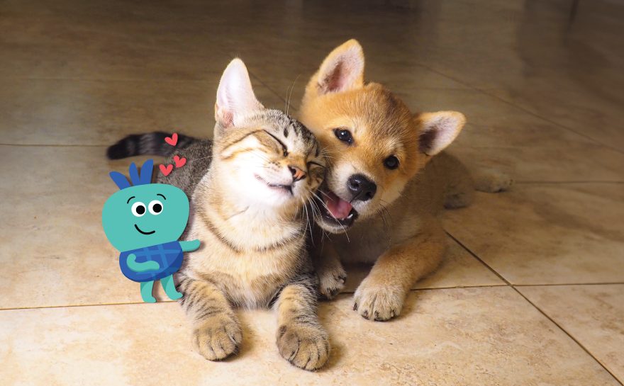Etiqa Pet Insurance (sold via Tiq)