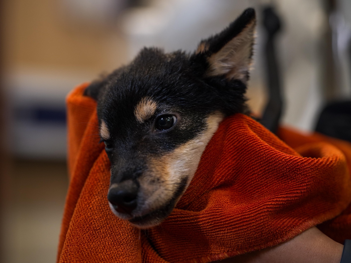 Wagington The Spa: Premium Pet Grooming, Booked Online with a S$30 Deposit